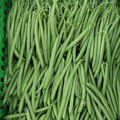 Park Seed Endeavour Bush Bean Seeds – High-Yield Dwarf French Variety, Disease Resistant, Sweet 5–6 Inch Pods, Long Harvest Window, Easy Spring Garden Vegetable – Pack of 250