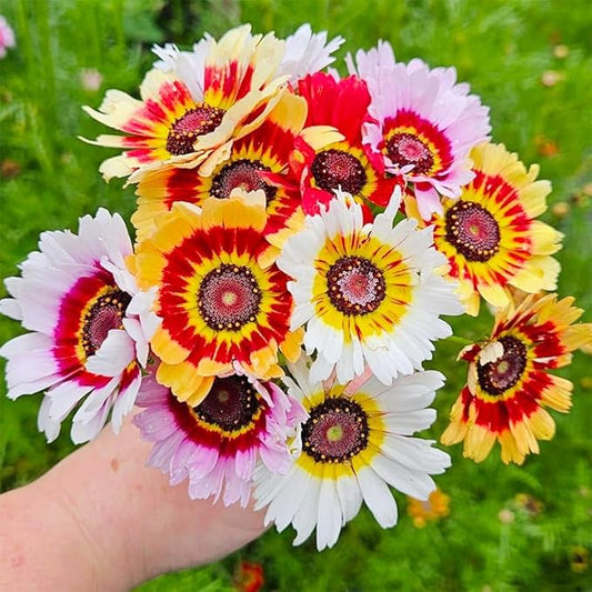 1100+ Painted Daisy Flower Seeds - Chrysanthemum Carinatum, Vibrant Rainbow Mix Perennial Seeds, Fragrant Blooms Attract Butterflies, Essential for Home Gardens