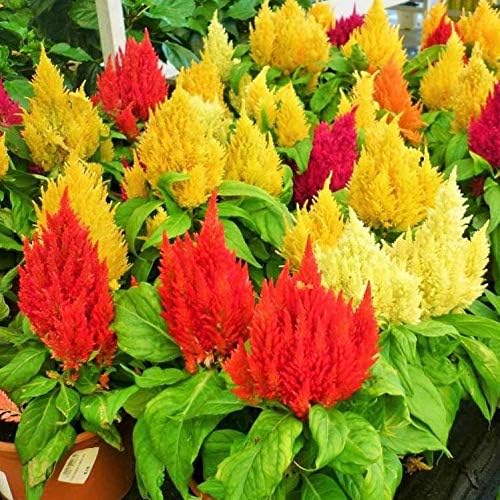 Seeds Plumed Cockscomb Mix/Celosia/Includes Variety Crested West Indian Toreador/Annual Flowers