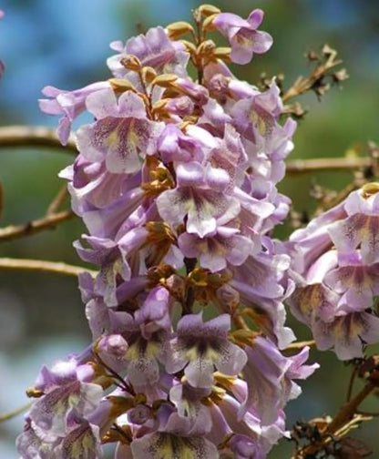 450 Paulownia fortunei | Dragon Tree | Fortunes Empress, by-PeavyTailor, Sapphire