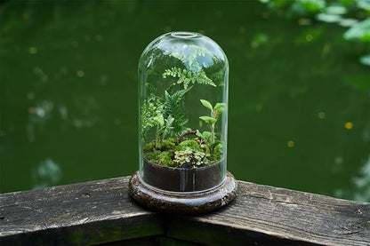 Glass Cloche Dome Terrarium with Base & Ventilation Holes -7.9"x4.7"Clear Display Case for Carnivorous Plants,Succulents,Venus Flytrap & Eternal Roses,Small Desktop Decor Gift Box(No Plants Included)