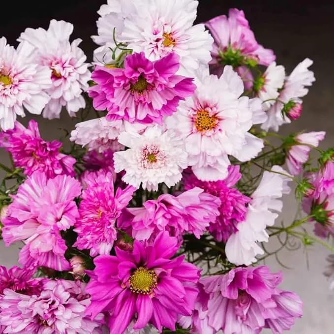 1000 Double Cosmos Seeds for Planting – Fully Double Blooms, Mixed Colors, Open-Pollinated Annual Wildflowers, Attract Butterflies & Bees, Cut Flower & Garden Bedding Use