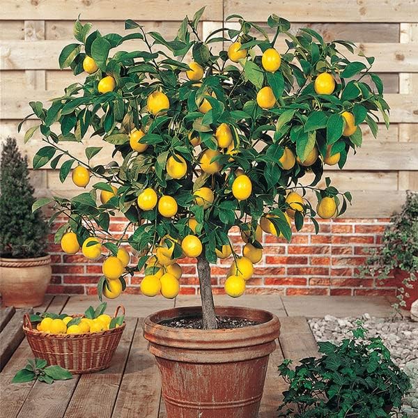 Gardenera Expert Lemon Tree Potting Mix - Perfect for Growing Healthy, Beautiful Citrus Limon Trees - [5 Quart Bag]