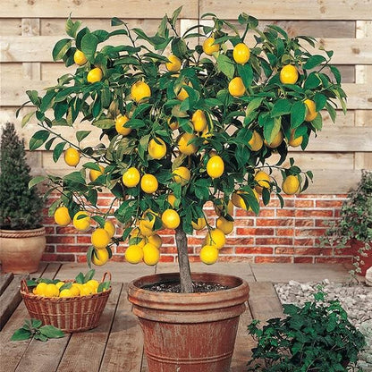 Gardenera's Award-Winning Lemon Tree Soil Mix: The Ideal Choice for Healthy, Productive Citrus Trees - [2 Quart Bag]
