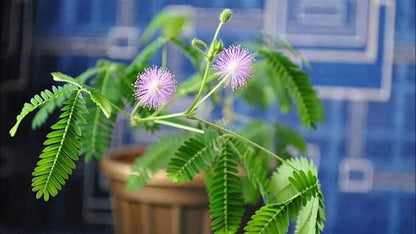 40+ Seeds Mimosa Shy Sensitive Plant Fast Growing - Flower Pink