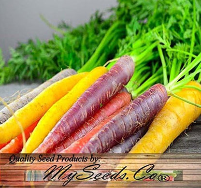 Big Pack - (3,500+) Rainbow Mix Carrot Seeds - Atomic Red, Bambino Orange, Cosmic Purple, Lunar White and Solar Yellow Seeds (Big Pack - Carrot Rainbow Mix)