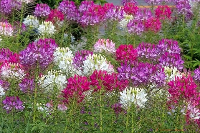 100+ Cleome Spider Flower Seeds Mixed Colors Flowers Cleome Planting
