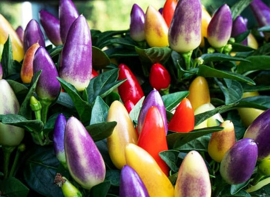 Pepper Masquerad Ornamental Hot Chili Pepper Multicolor 50+ Seeds for Planting Ideal for Pots