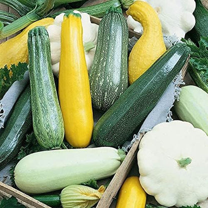 Seeds Zucchini Courgette Squash Summer Mix Heirloom Vegetable for Planting Non GMO