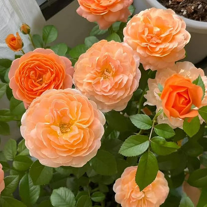 50+ Rare Juicy Terrazza Rose Seeds Perennial Flowers Bloom Late Winter to Early Spring Planting