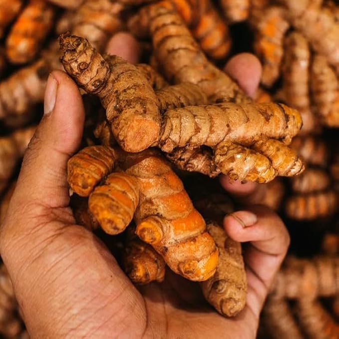 Greenhouse PCA Fresh Live Turmeric Rhizomes, Easy to Grow, 10 Pieces