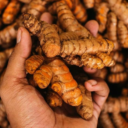 Greenhouse PCA Fresh Live Turmeric Rhizomes, Easy to Grow, 10 Pieces