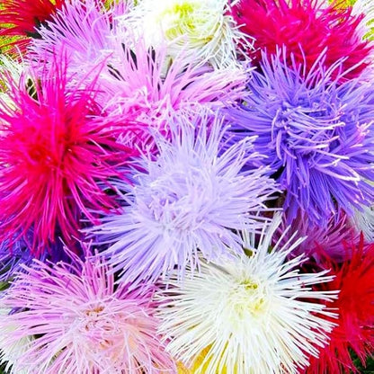 Needle Aster Seed Mix Multicolor 100 Seeds for Planting Non-GMO