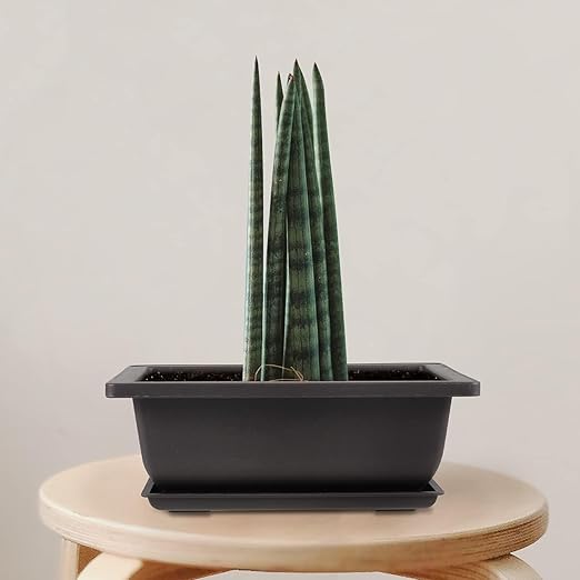 20 Pack Black Plastic Bonsai Training Pots with 20 Trays, Rectangular Planters, 6.5 Inches