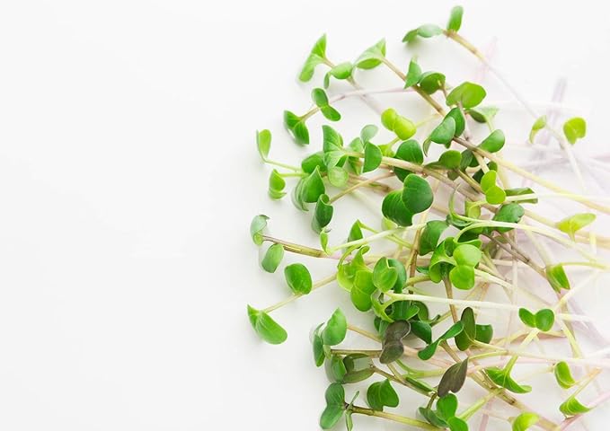 Food to Live Organic Arugula Sprouting Seeds, 8 Ounces – Non-GMO, Kosher, Great for Sprouting and Planting, High Germination Rate, Vegan Superfood, Bulk, Grow Amazing Sprout, Sirtfood