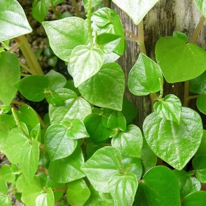 Crab Claw Seeds 5000pcs - Rau Cang Cua - Herb Peperomia Pellucida Pansit Pansitan Shiny Bush | Non GMO | Heirloom | High Germination Rate