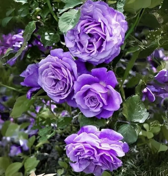 Mix Climbing Rose Rosa Seeds Bush Vine Climber Fragrant Butterfly Rare Non-GMO Heirloom Variety for Your Garden 100pcs