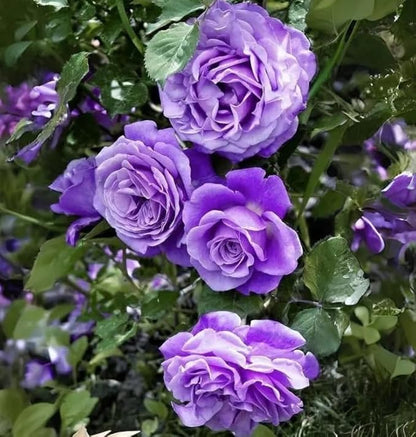 Mix Climbing Rose Rosa Seeds Bush Vine Climber Fragrant Butterfly Rare Non-GMO Heirloom Variety for Your Garden 100pcs