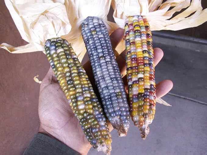 Seeds Corn Multicolor Montana Sweet Purple Yellow Red Garden Heirloom Vegetable for Planting Non GMO