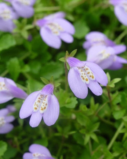 Perennial Farm Marketplace Mazus reptans (Creeping Blue) Groundcover, 1 Quart, Bright Bluish Colored Flowers