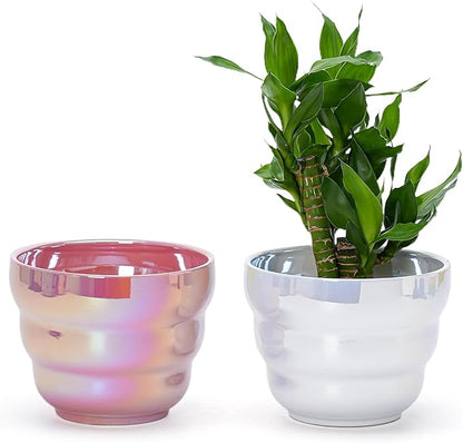 Pots for Indoor Plants, Rainbow Pearl Glaze Planters Set of 2 with Drainage Hole, 6 Inch Round Modern Pots for Flower Snakes Succulents, White and Pink