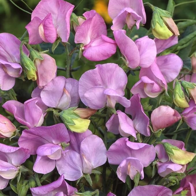 25+ Royal Lavender Pea Flowers Seeds Lathyrus Odoratus Non-GMO Garden Planting