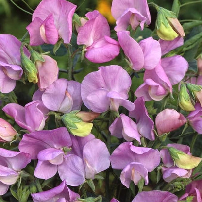 25+ Royal Lavender Pea Flowers Seeds Lathyrus Odoratus Non-GMO Garden Planting