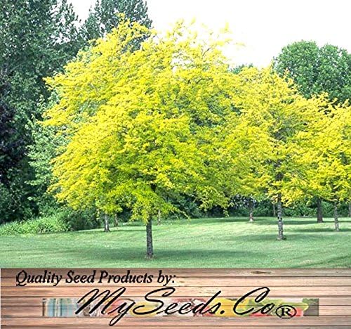 Big Pack - Thornless Honeylocust Tree Seed (100) - Gleditsia triacanthos Tree Seeds - Fragrant Blooms - Pods Used for Making Beer - Excellent Shade Tree - by MySeeds.Co (Big Pack - Honeylocust)