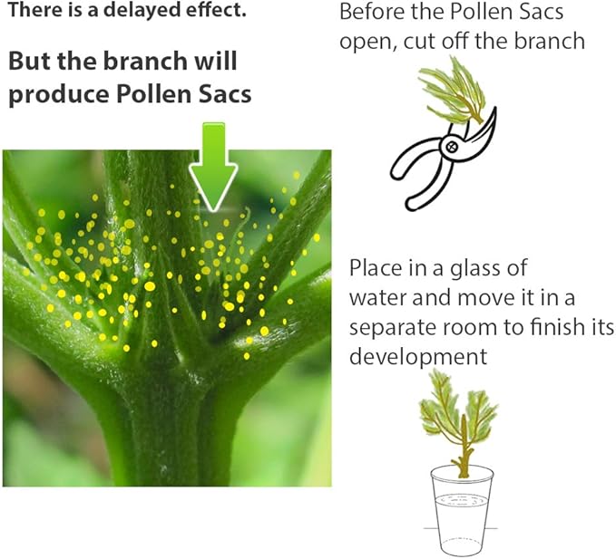 Feminized Seed Spray | 1 Ounce 2Pack Bottle for Growing All Female Pollen and Seeds Safe, Non-Toxic Plant Flower Formula for Growers - Effective and Reliable Solution