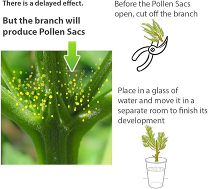 Feminized Seed Spray | 1 Ounce 2Pack Bottle for Growing All Female Pollen and Seeds Safe, Non-Toxic Plant Flower Formula for Growers - Effective and Reliable Solution