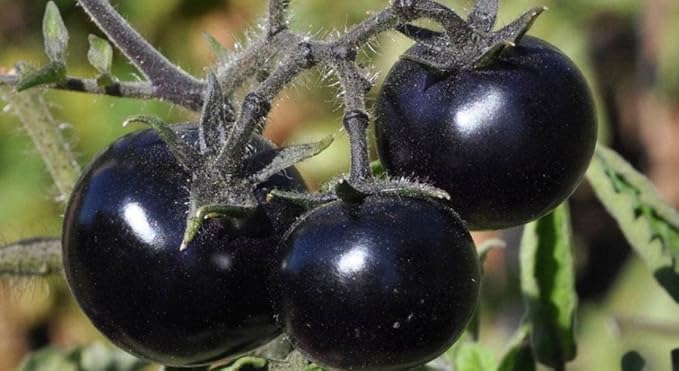 Black Tomato Seeds for Planting 20+ Seeds