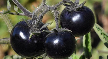 Black Tomato Seeds for Planting 20+ Seeds