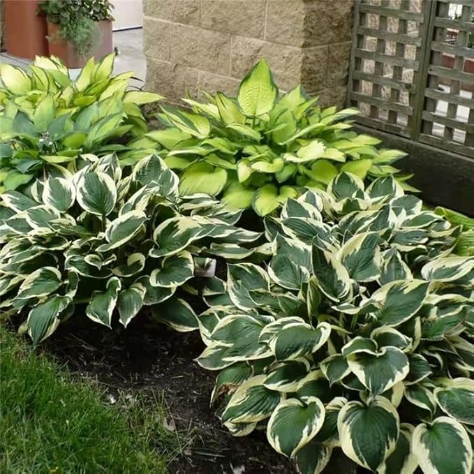 Hosta Seeds for Planting, 230+pcs Rare Perennial Hosta Flower Seeds, Non-GMO Heirloom Long Blooming Plants Shaded Entry Pathway Flowers for Garden Outdoors