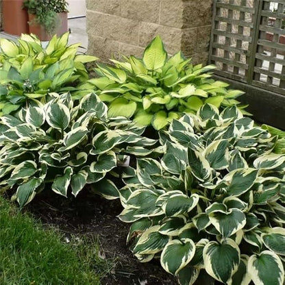 Hosta Seeds for Planting, 230+pcs Rare Perennial Hosta Flower Seeds, Non-GMO Heirloom Long Blooming Plants Shaded Entry Pathway Flowers for Garden Outdoors
