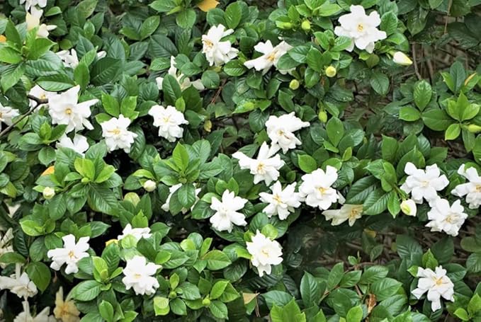 100PCS Gardenia Seeds Cape Jasmine Jasminiodes Fragrant White Shrub Flower Seeds