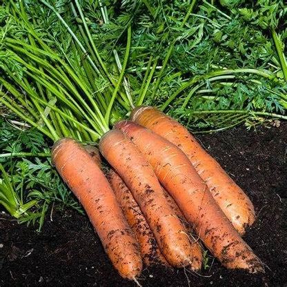 16,000 Scarlet Nantes Carrot Seeds for Planting Heirloom Non-GMO 28+ Grams Garden Vegetable Bulk Survival
