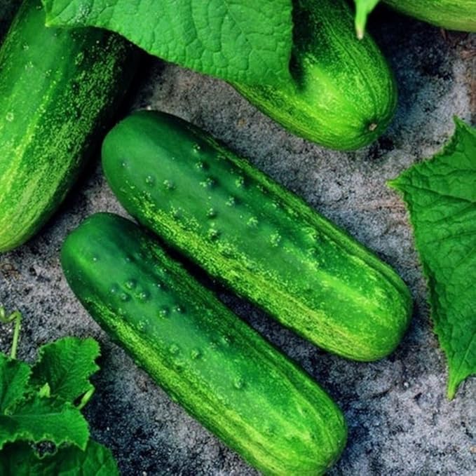 Cucumber Seeds for Planting – 50 Non-GMO Heirloom Garden Seeds, Plant & Grow Pioneer Hybrid Cucumber Seeds Home Outdoor Garden – Great Gardening for Abundant Harvests, 2 Packets, Green