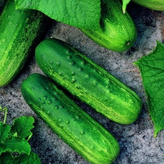 Cucumber Seeds for Planting – 50 Non-GMO Heirloom Garden Seeds, Plant & Grow Pioneer Hybrid Cucumber Seeds Home Outdoor Garden – Great Gardening for Abundant Harvests, 2 Packets, Green