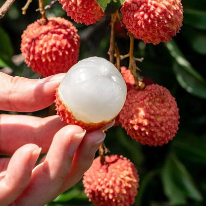 Dwarf Lychee Seeds for Planting Outdoor, 15+pcs Perennial Organic Litchi Tree Seed Non-GMO Heirloom Sweet Edible Fruit, Sweet Juicy Fruits Plants in Your Home Garden