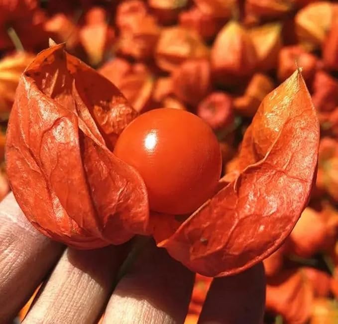 100PCS Cape Gooseberry Seeds Large Fruit Goldenberry Berry Seeds
