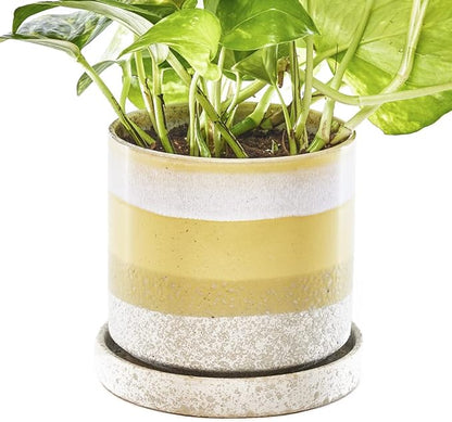 CHIVE - Minute, Succulent, Cactus Pot and Saucer Ceramic Flower and Plant Container with Drainage Hole and Detachable Saucer Great for Indoor/Outdoor Garden Decor (Yellow)