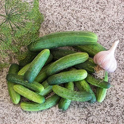 Park Seed Variety of Cucumber Seeds, Planting Cucumbers, Vegetable Seeds, Easy to Grow, Non-GMO, Perfect for Harvesting, Straight Eight Organic, Pack of 30