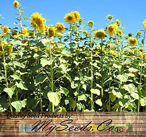 1 lb (4,700+ Seeds) Mammoth Grey Stripe Sunflower (Helianthus annuus) - 9-12 Feet Tall Extended Bloom - Non-GMO Seeds by MySeeds.Co (1 lb Grey Stripe Sunflower)