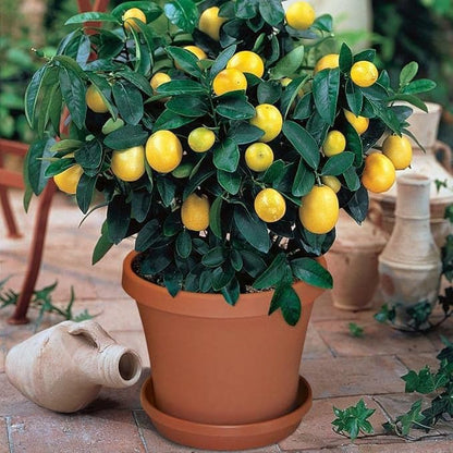Gardenera's Citron Tree Soil Mix - The Perfect Blend of Quick-Draining Formula, Essential Nutrients for Healthy, Productive Citrus Medica Trees - [1 Quart Bag]