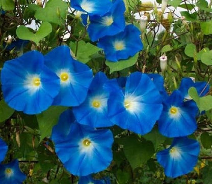 Heavenly Blue Morning Glory (Ipomoea Tricolor), Untreated Heirloom Seeds Pack of 1,500 Seeds - by Seeds2Go