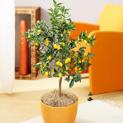 Gardenera's Premium Kumquat Soil Mix - Quick Drain Potting Soil for Growing and Repotting Citrus Japonica - 1 Quart