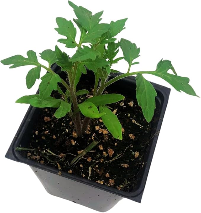 Smoke Camp Crafts Organic Green Zebra Tomato Seeds, 150 Seeds (0.5 g) - Grow Your own Heirloom Tomatoes, Open-Pollinated Variety
