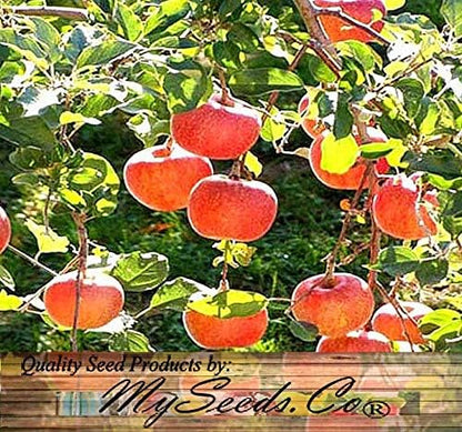 Big Pack - (500) Red Delicious Apple - Malus pumila Tree Seeds - Very Cold Hardy in Zones 3-8 by MySeeds.Co (Big Pack - Paradise Apple)