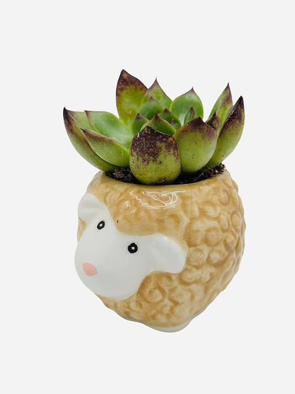 CZ Grain 1 Pot | 3 Inch | Small Succulent Plant Ceramic Animal Pot, Cute Home and Office Decor (Sheep)