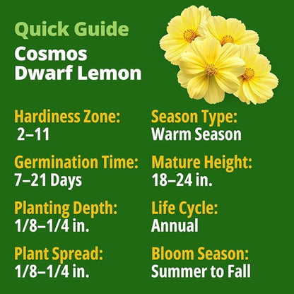 HOME GROWN Cosmos Seeds Dwarf Lemon – 300 Dwarf Cosmos Flower Seeds for Planting, Compact Yellow Blooms, Heat Tolerant Annual for Outdoor Gardens (.2g) – Cosmos sulphureus ‘Dwarf Lemon’